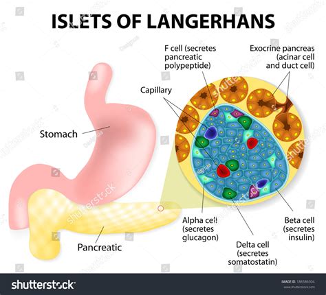 Islets of Langerhans .